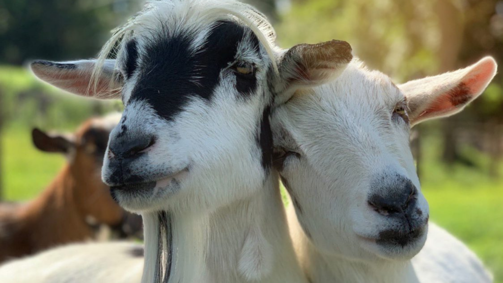 Goats of Anarchy